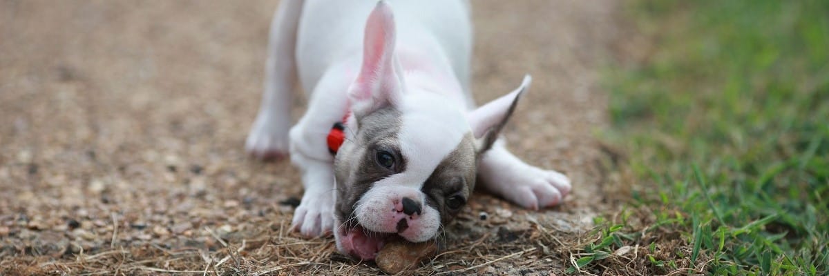 My French Bulldog Eats Rocks - What To Do! 1