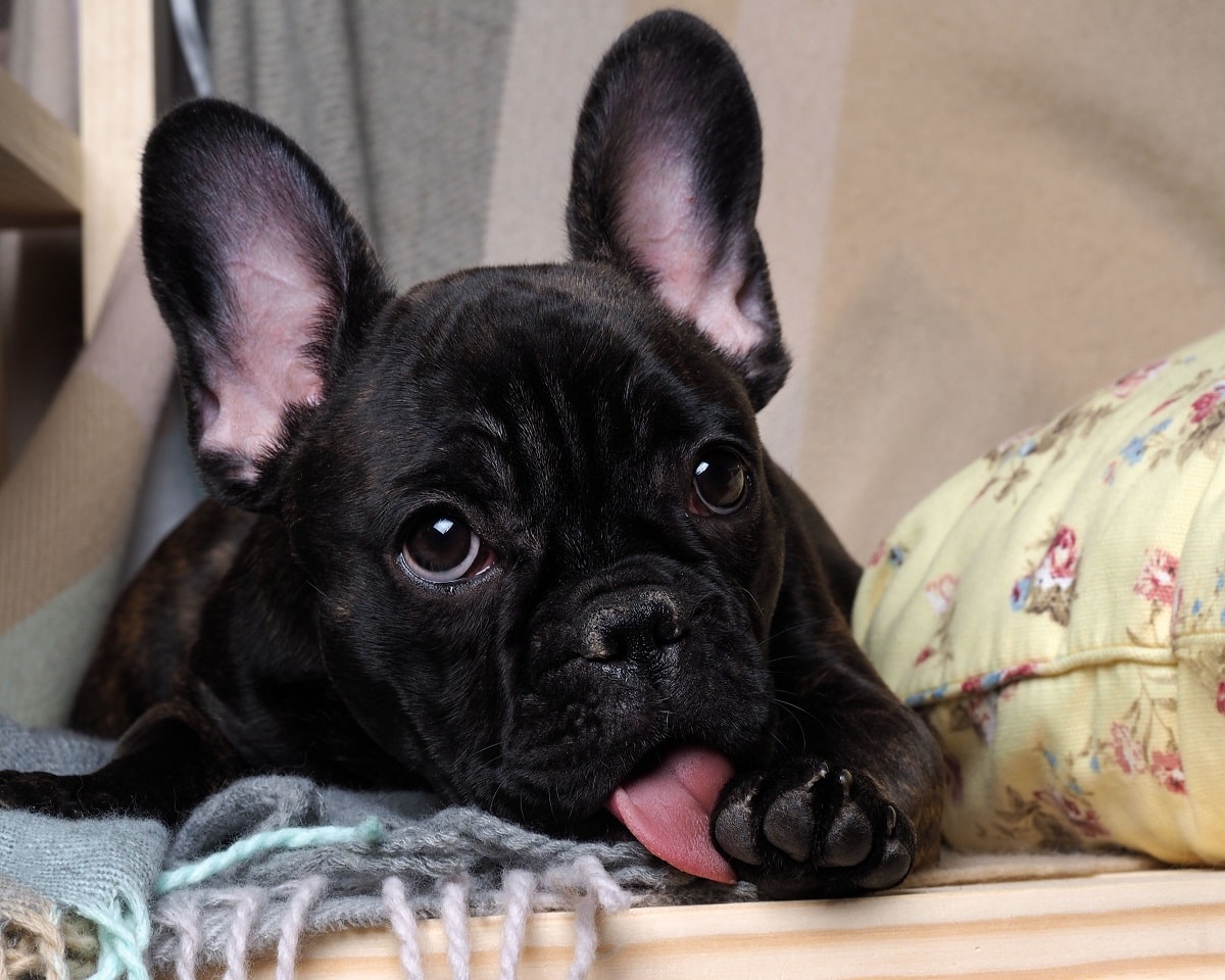 Top French Bulldog Licking Paws in the world The ultimate guide 