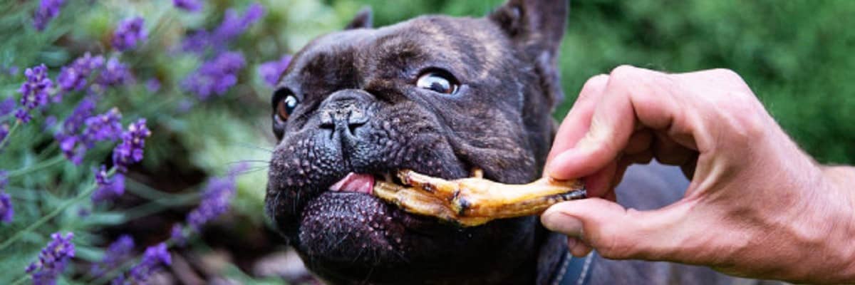 Is Chicken Good For My French Bulldog - Find Out