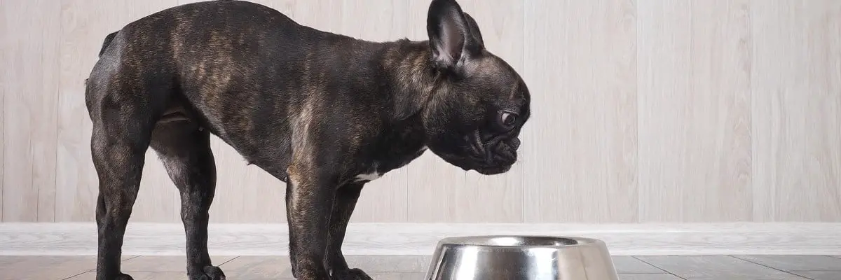 My French Bulldog Is Not Drinking - What To Do 1