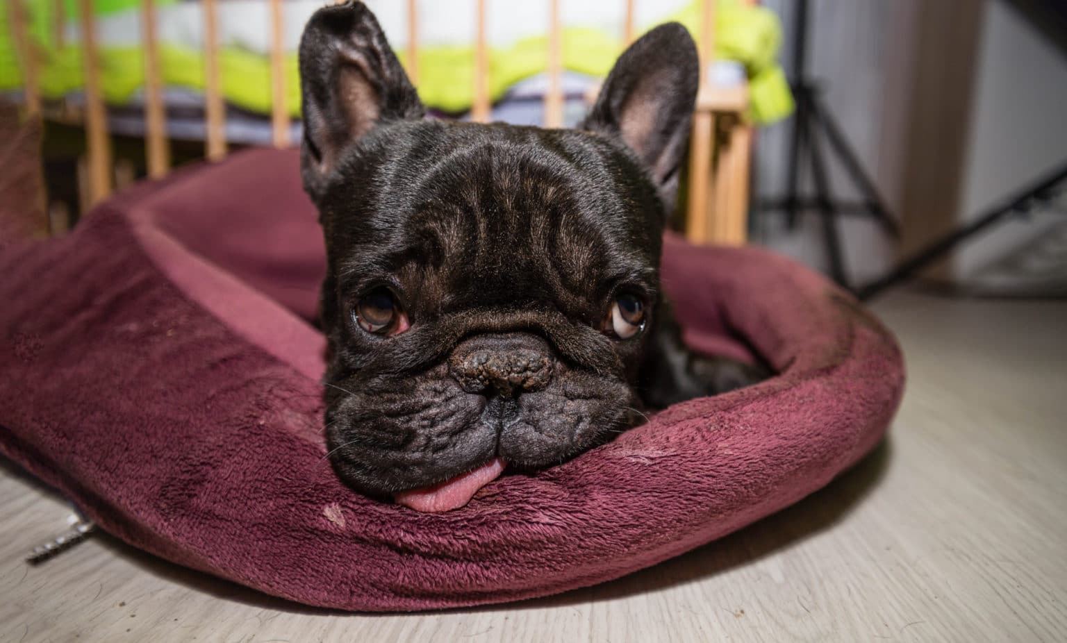 My French Bulldog's Nose Is Dry - What To Do