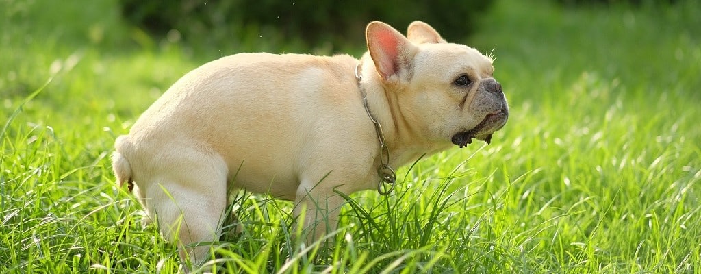 My French Bulldog Is Constipated - What To Do 1