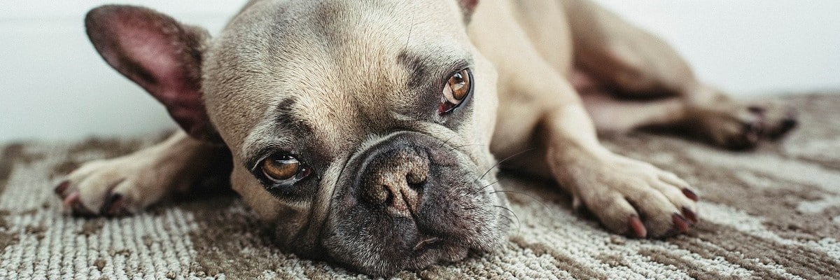 My French Bulldog’s Nose Is Dry What To Do Little