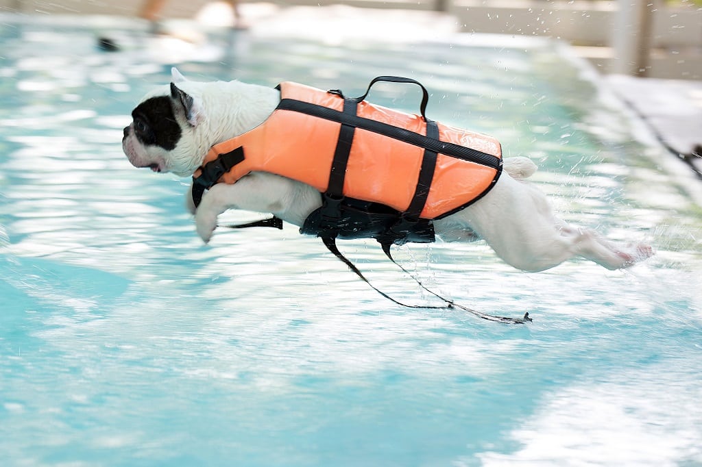 Can French Bulldogs Swim? Tips to Help Them. - Little ...