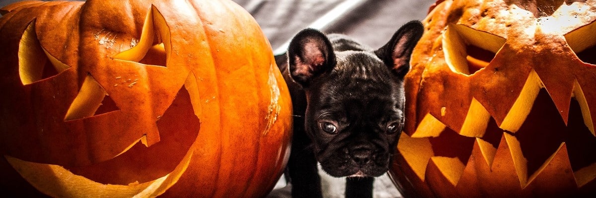 French Bulldog Halloween Decor - Top 5 1
