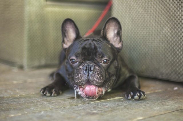 Why Is My French Bulldog Breathing So Fast? - Find Out Now! 2