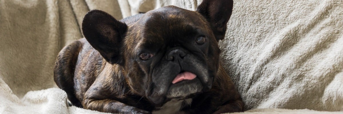 How To Know When To Put Your French Bulldog Down. 1