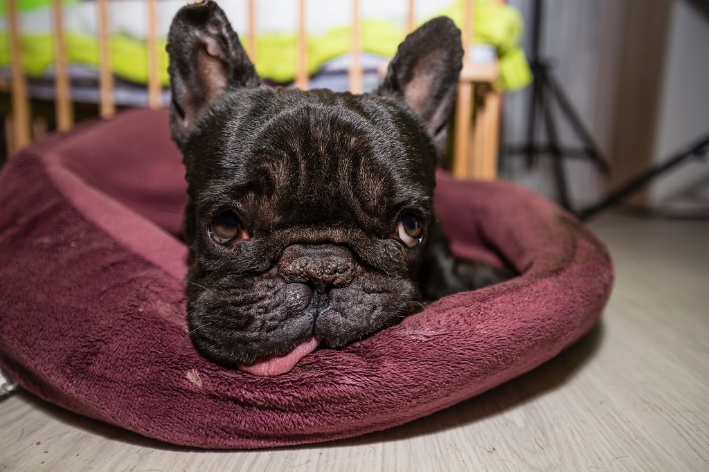 French Bulldog Bumps On Skin