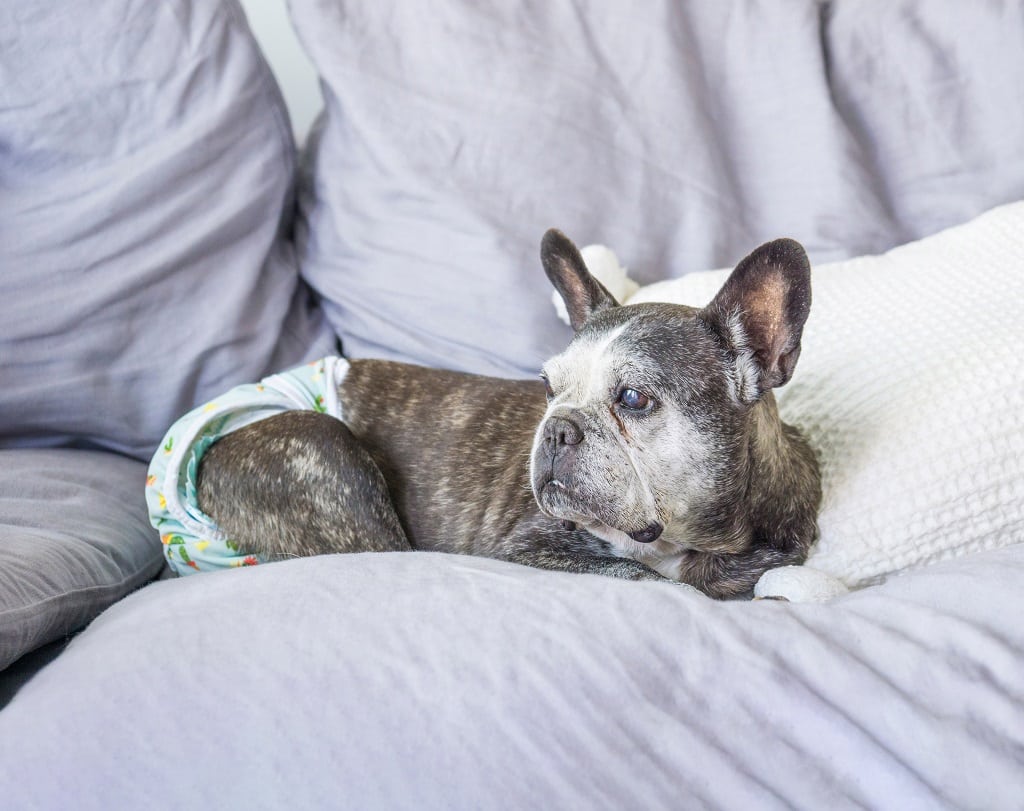 What Age Do French Bulldogs Go Into Heat