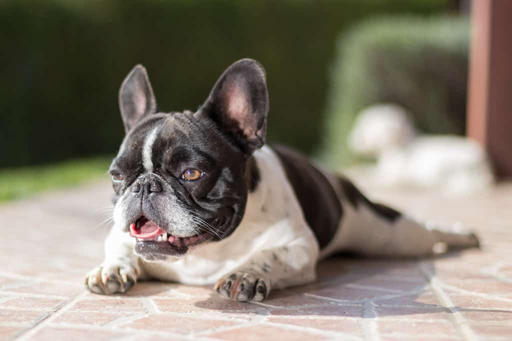 My French Bulldog Lays Down Like A Frog/Splooting