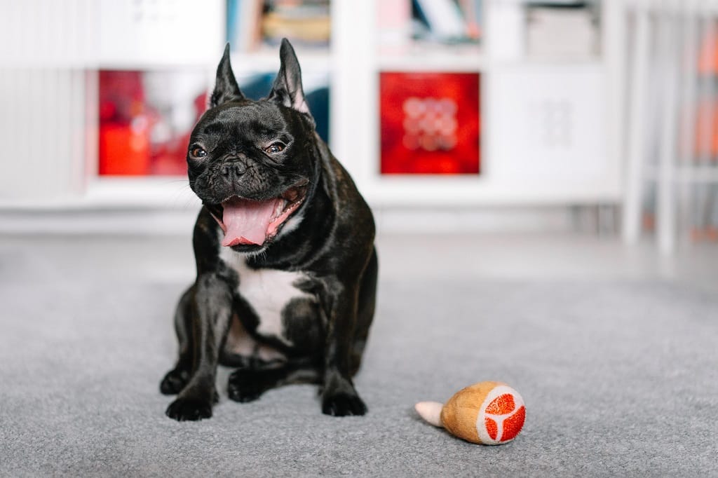 French Bulldog Rubbing Bum On Floor How To Fix Little French Dog