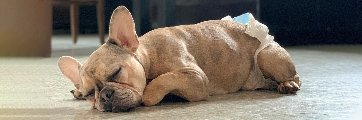 French Bulldog Period Pants Our Top Picks