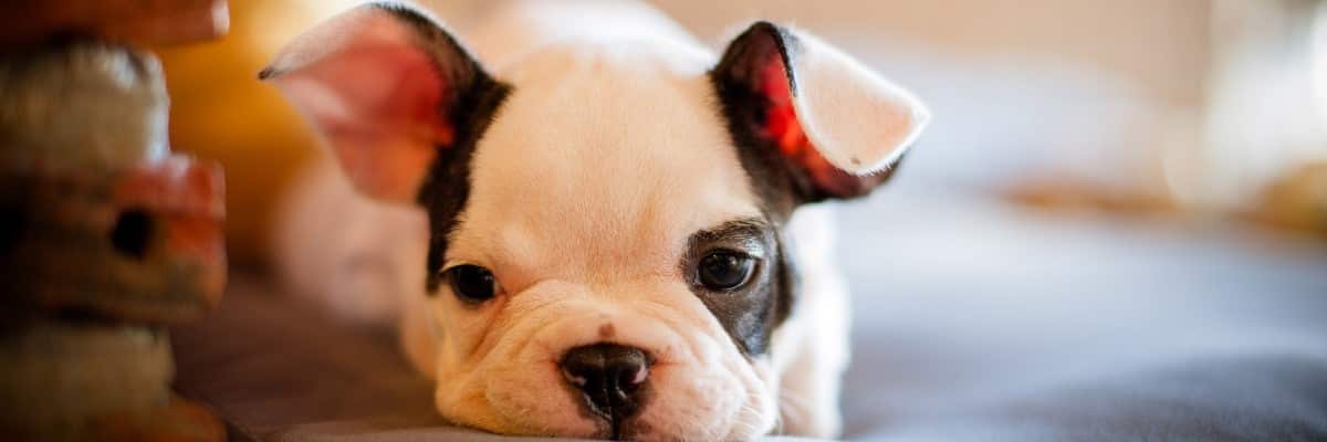 Should You Tape French Bulldog's Ears? Must Learn This! 1