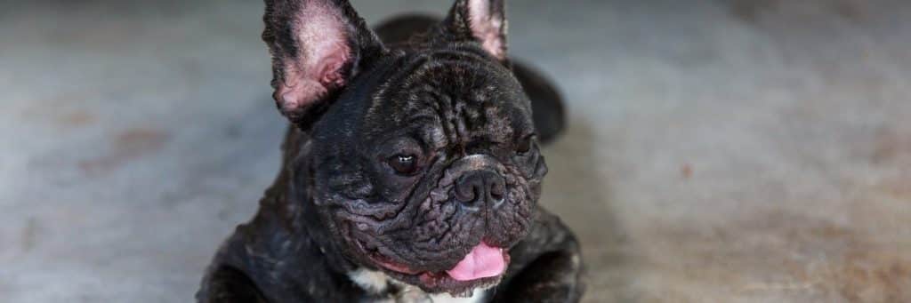 frenchie with a muzzle