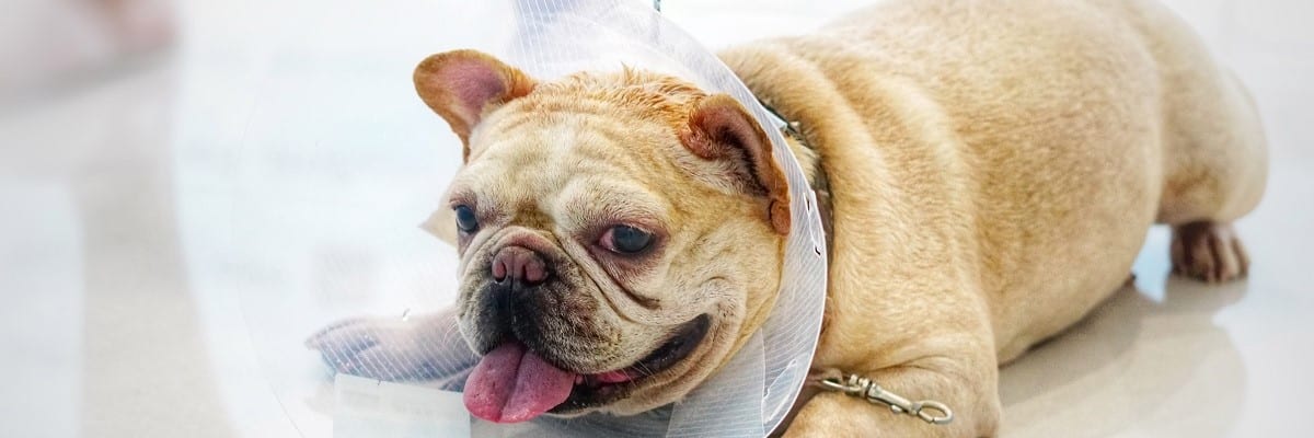 when-should-i-neuter-my-french-bulldog