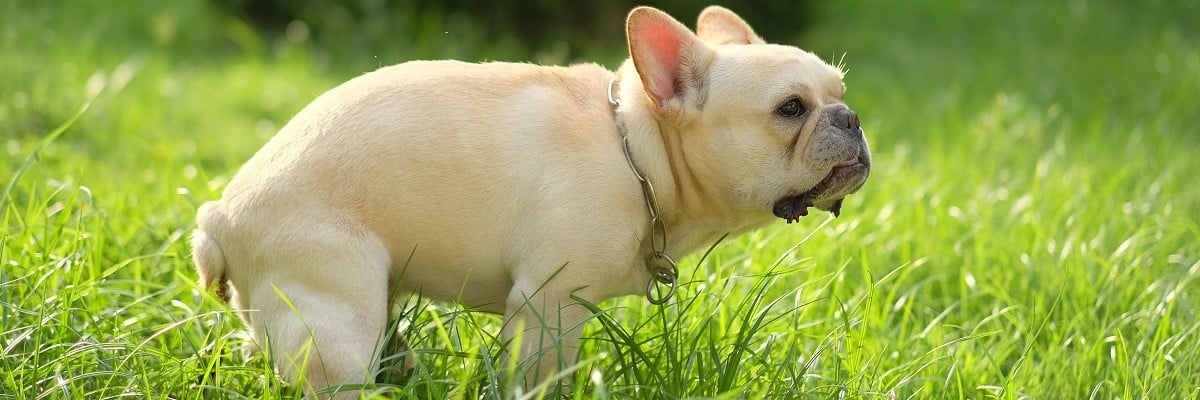 why-does-my-french-bulldog-puppy-have-diarrhea