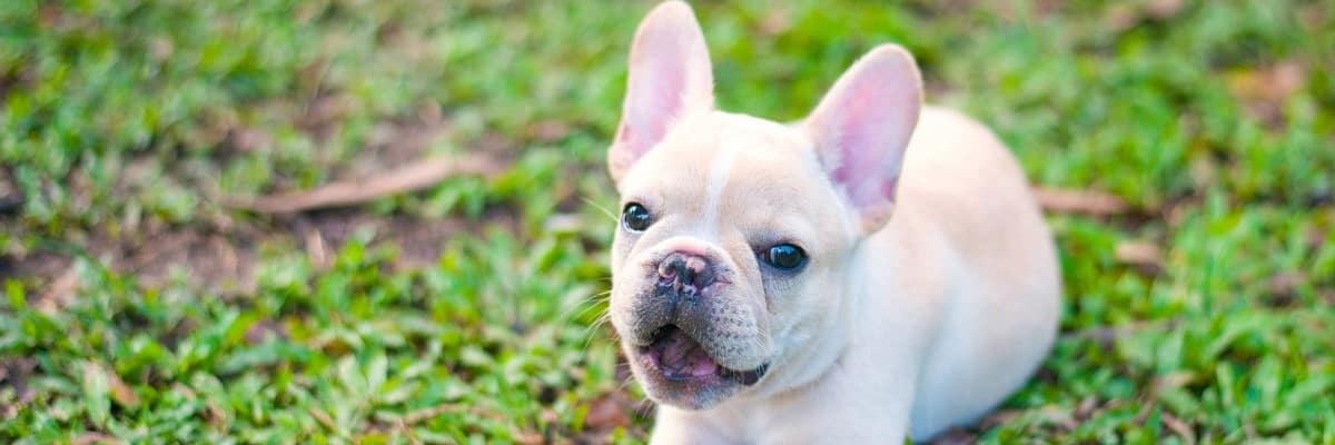 My French Bulldog is allergic to grass - What To Do!