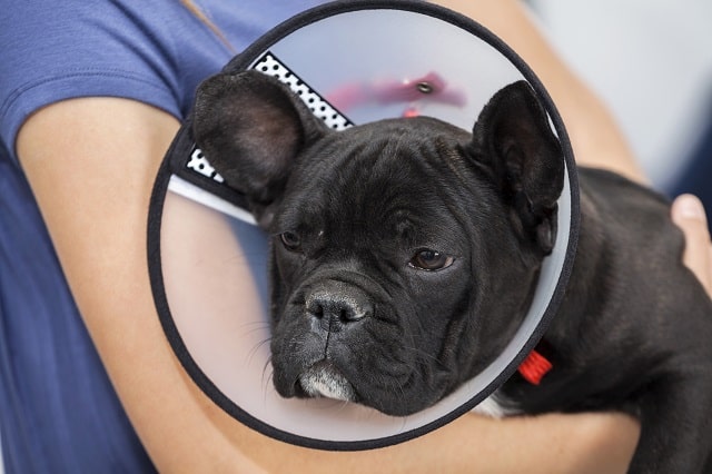 how much to neuter a french bulldog