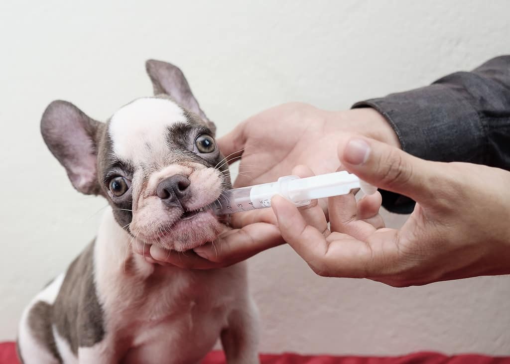 My French Bulldog Needs Vaccinations What To Expect