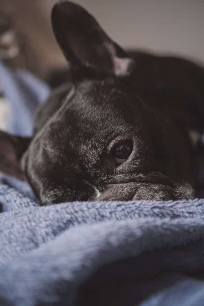 Do French Bulldogs Get Arthritis? Natural Remedies