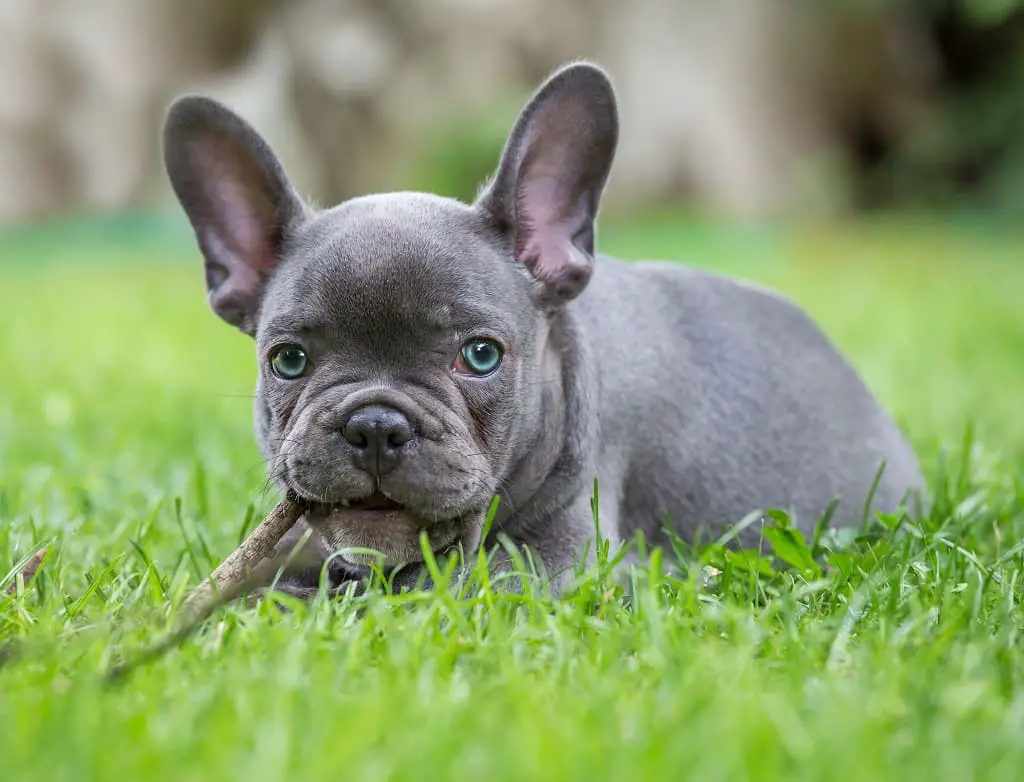How to Fatten Up My French Bulldog - Tips 1