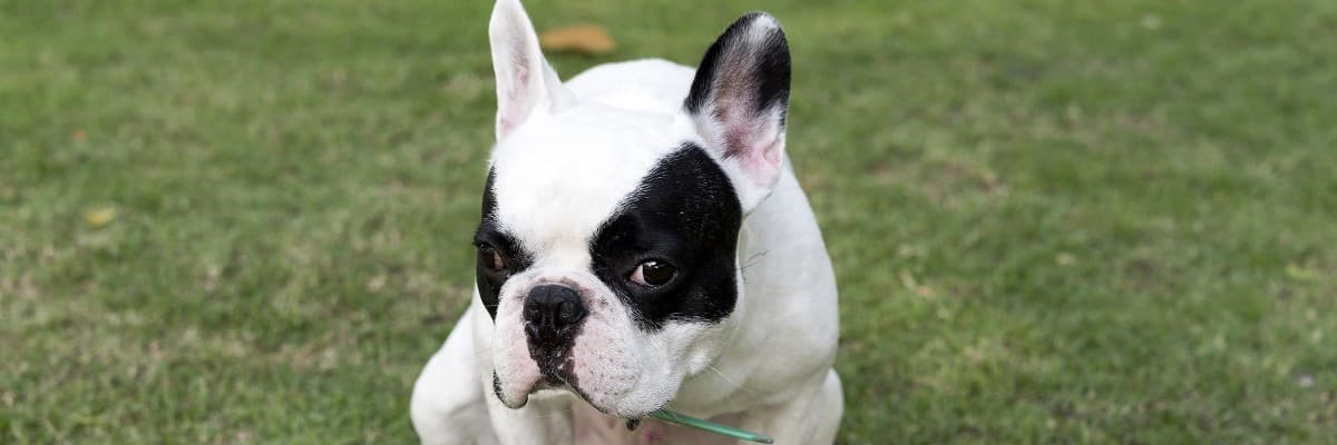 How to make my frenchie gain weight