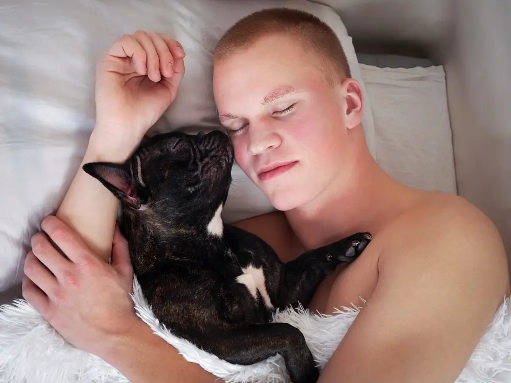 Should I Let My French Bulldog Sleep With Me? 1