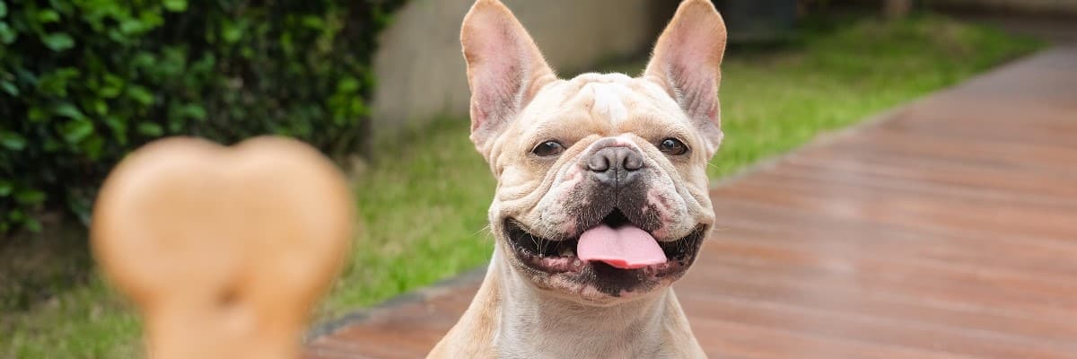 What is the best wet food for French bulldogs? 1