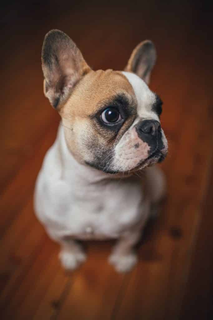 My French bulldog is Leaking Urine - What to Do 3