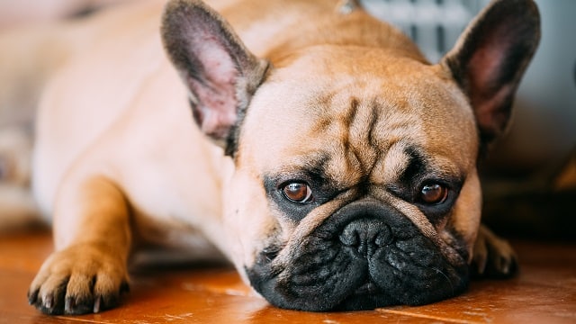 My French bulldog Fainted - What to do 2