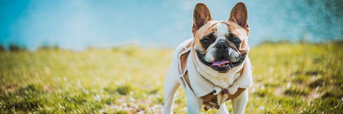 Can French Bulldogs Eat Zucchini? Must Learn This! 1
