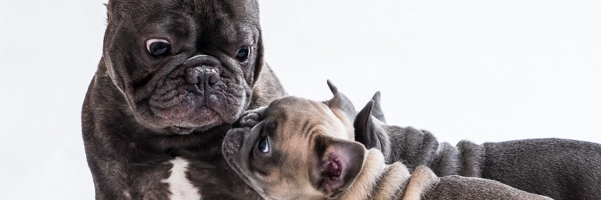 are french bulldogs expensive to maintain