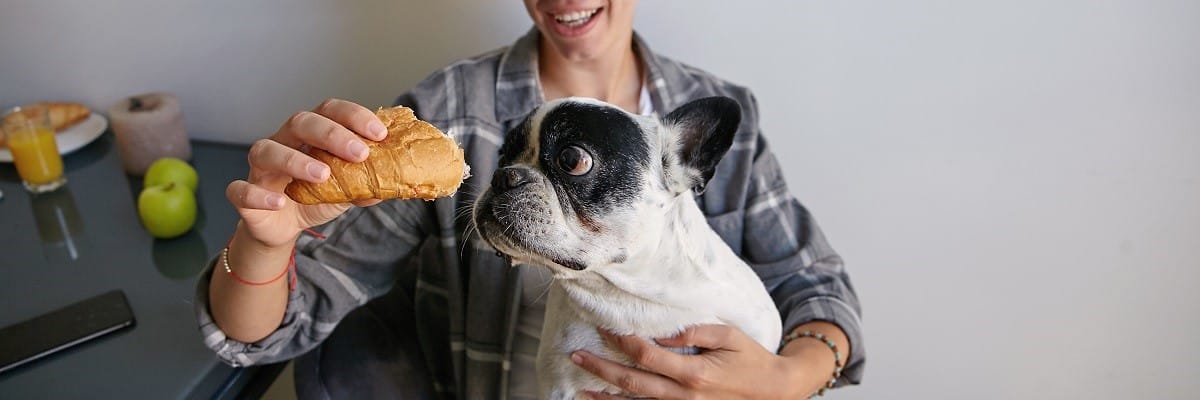 Can French Bulldogs Eat Whole Grains? Must Learn This! 1