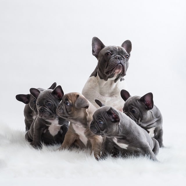 Why do French bulldogs require artificial insemination? Must Learn This! 3