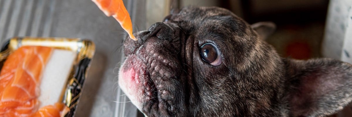 Can French Bulldogs Eat Salmon? Must Learn This! 1