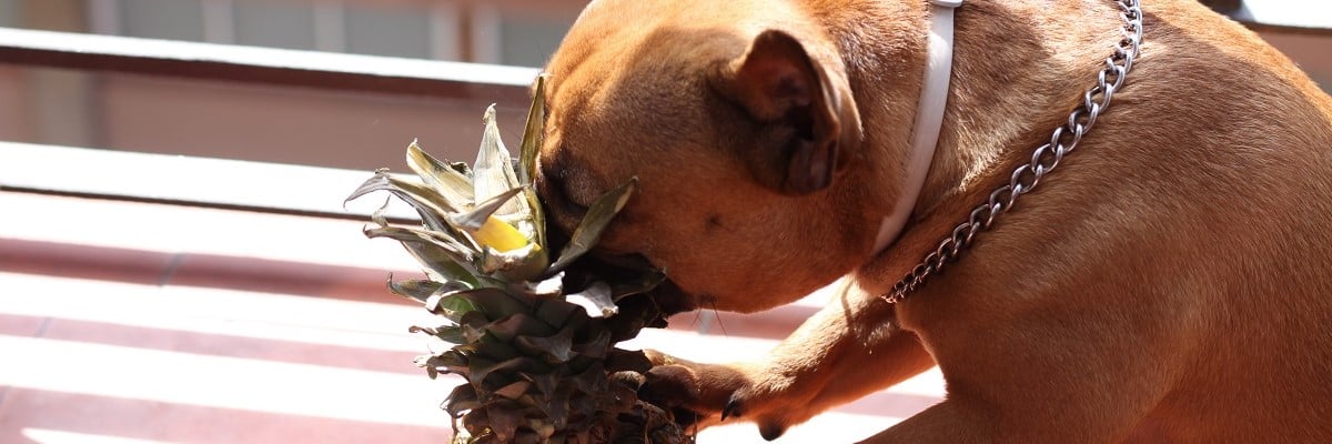 French Bulldog Eating Pineapple