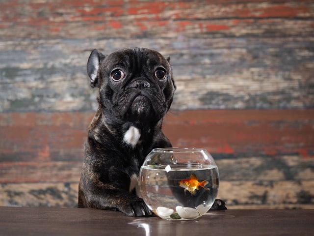 Can French Bulldogs Eat Fish?: Must Know This! 1