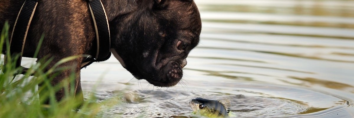 French Bulldog Eat Fish