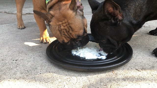 can french bulldogs eat yogurt