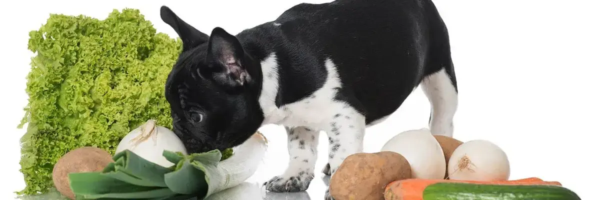 is cauliflower safe for dogs to consume