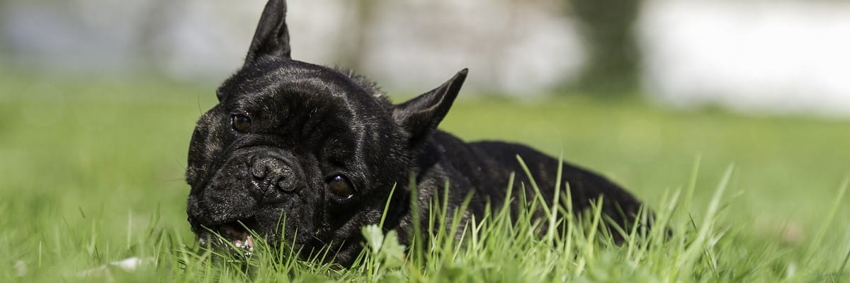 French Bulldog Eating Acorn