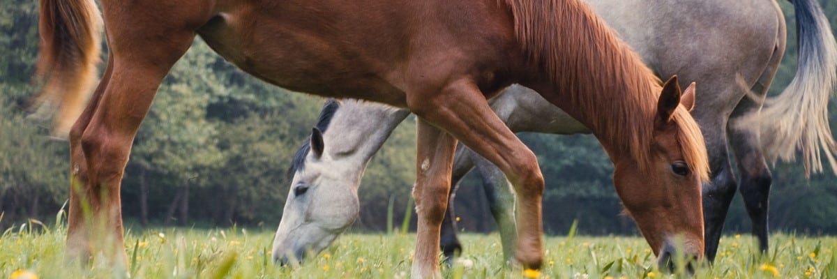 What Can You Give a Horse for Allergies? Natural Remedies 1