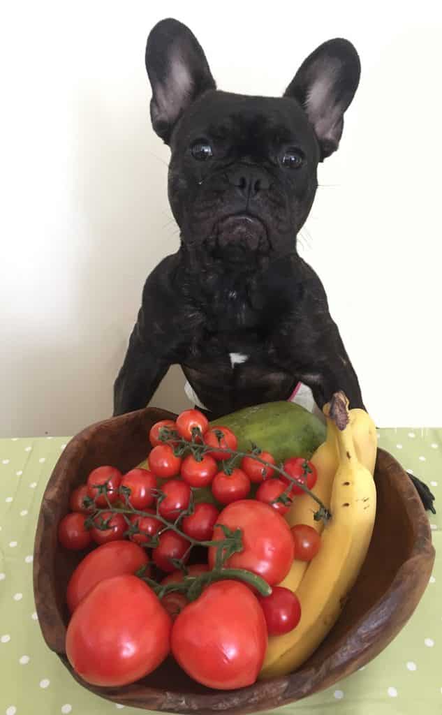 Can French Bulldogs Eat Tomatoes? Must Learn This! 1