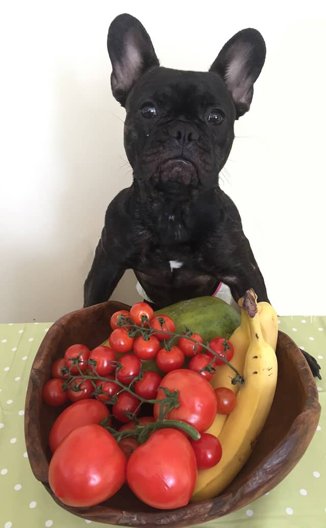 Can French Bulldogs Eat Tomatoes? Must Learn This