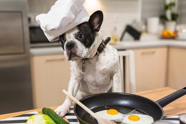 can-french-bulldogs-eat-scrambled-eggs-must-learn-this