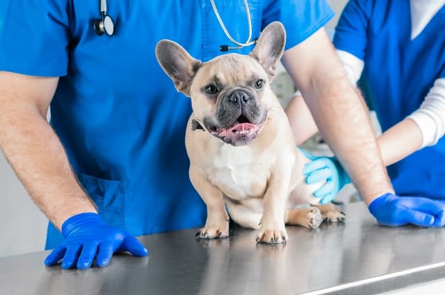 French Bulldog Stud