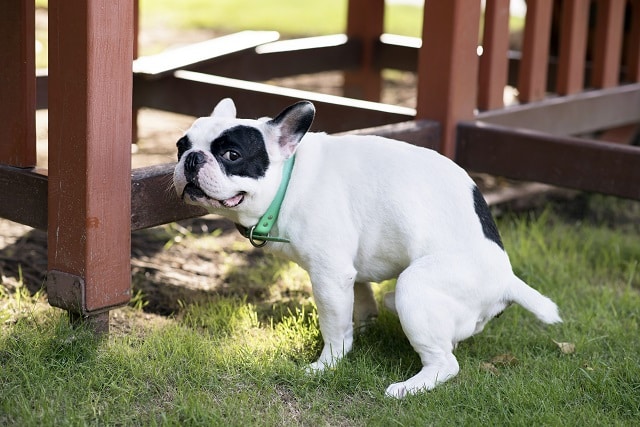 How do i get my french bulldog to stop eating their poop