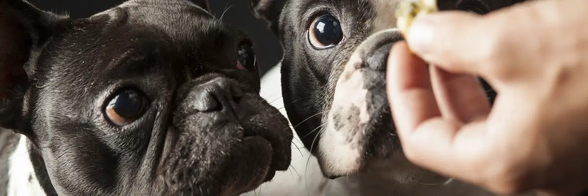 Can French Bulldogs Eat Fried Rice? Must Learn This! 1