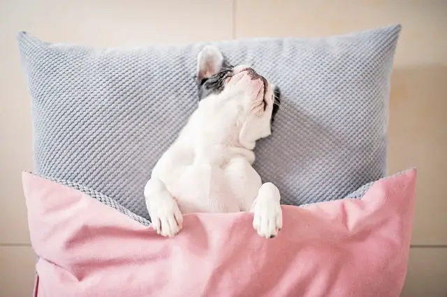 Does My French Bulldog Sleep Too Much? Must Learn This! 1