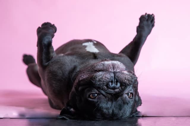 Can I Leave My French Bulldog Home Alone? Must Learn This! 2